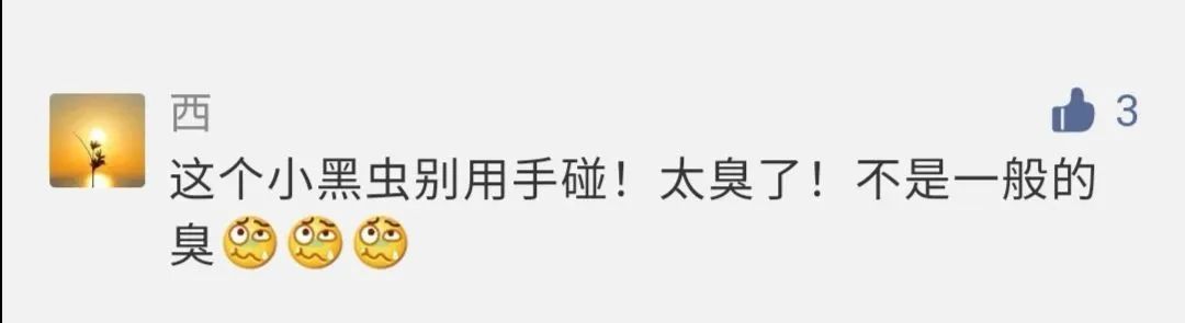 肉眼很难看到的小黑虫子,常见的小黑虫