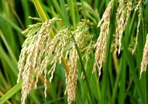 宁夏兴唐米业集团销售有限公司,兴唐大米绿色产品