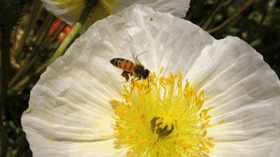 哈尔滨一男子遭蜜蜂“自杀式袭击”，身上拔下40多个蜂针...
