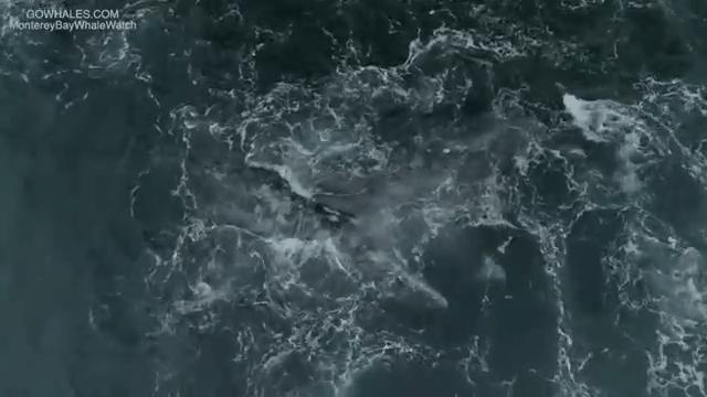 虎鲸饿起来为何连亲戚都吃,虎鲸投喂食物