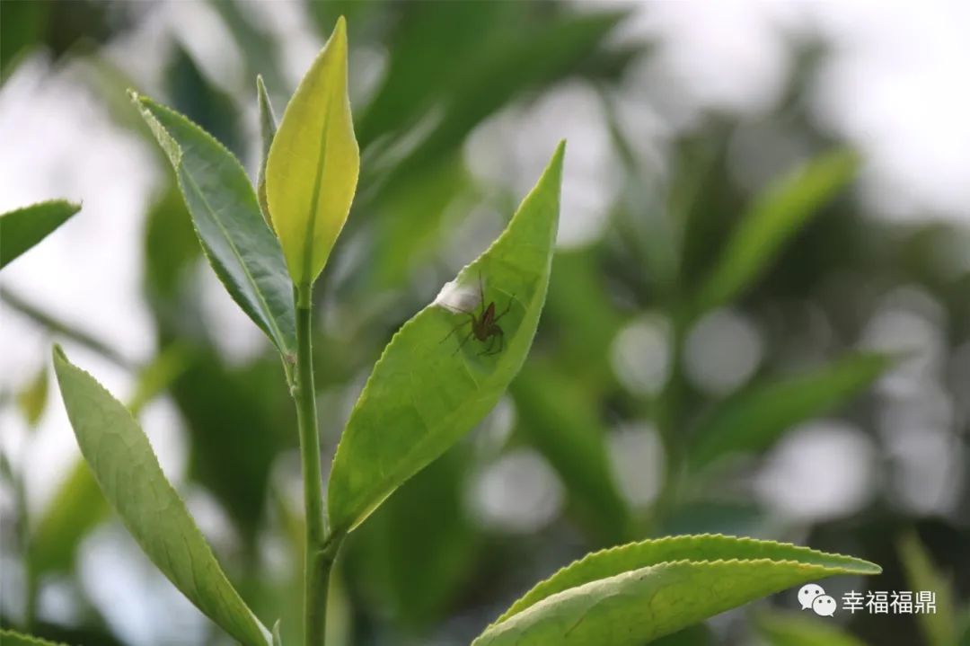 茶林套种黄豆,茶林套种