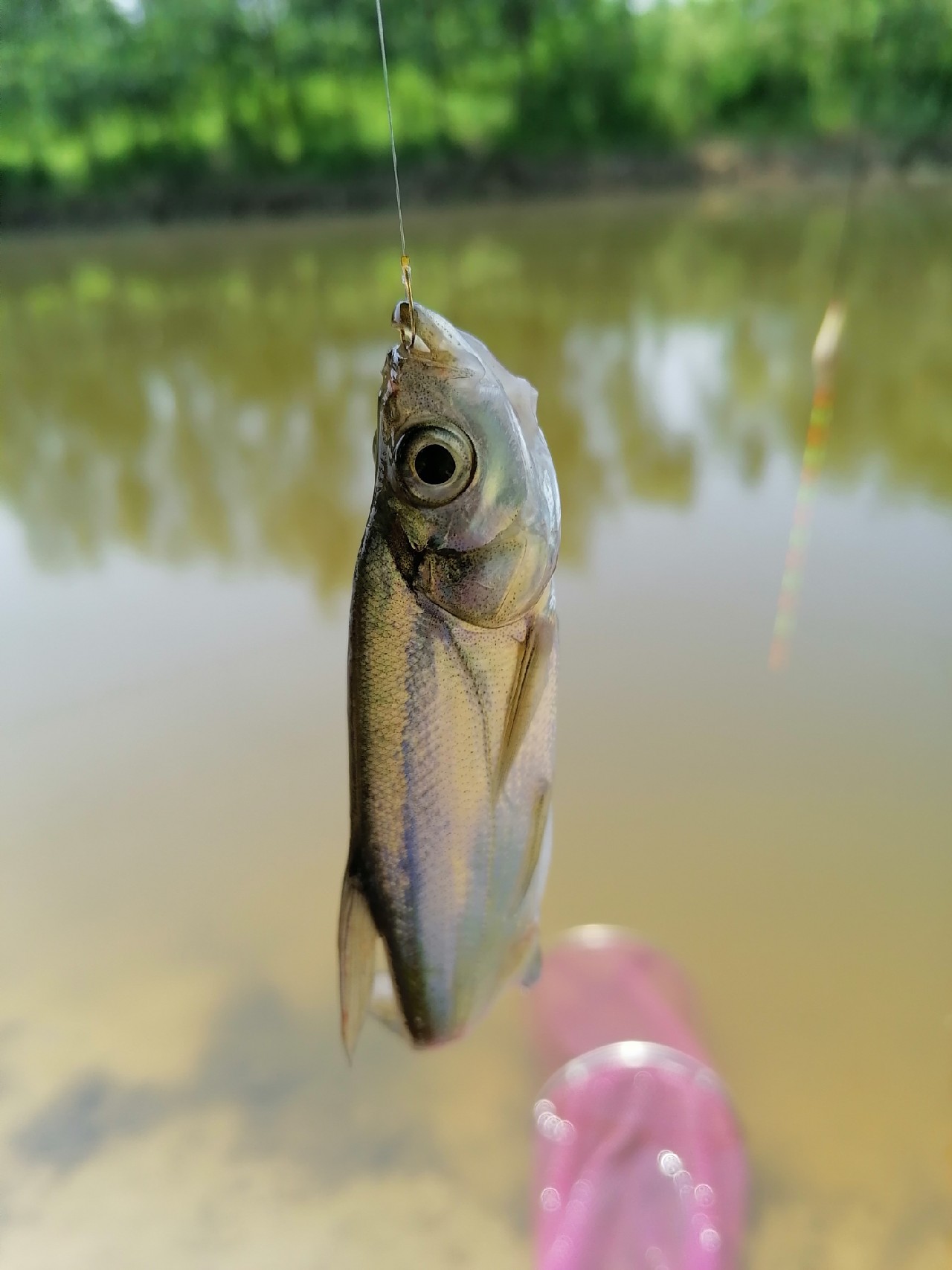 河边野钓小鲫鱼,野钓小河沟钓鲫鱼突然停口