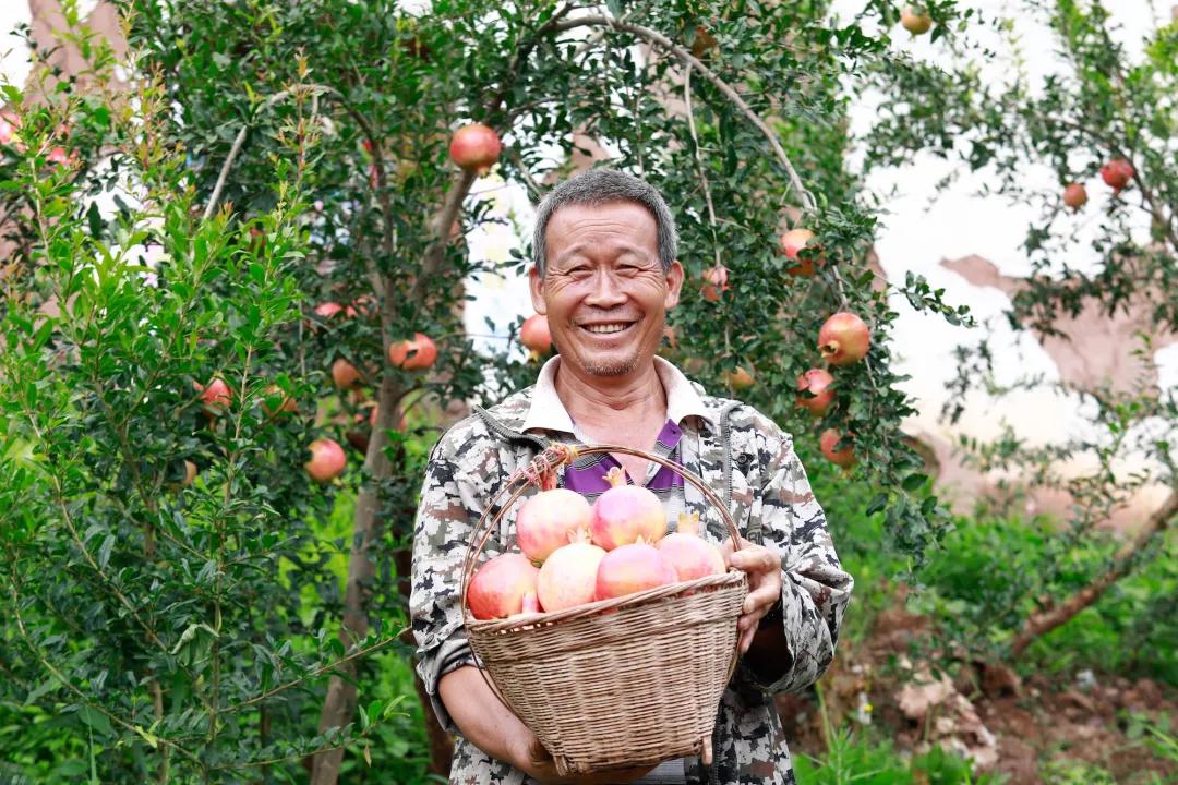 人工智能和顶尖农人比赛种草莓,智能化草莓种植技术