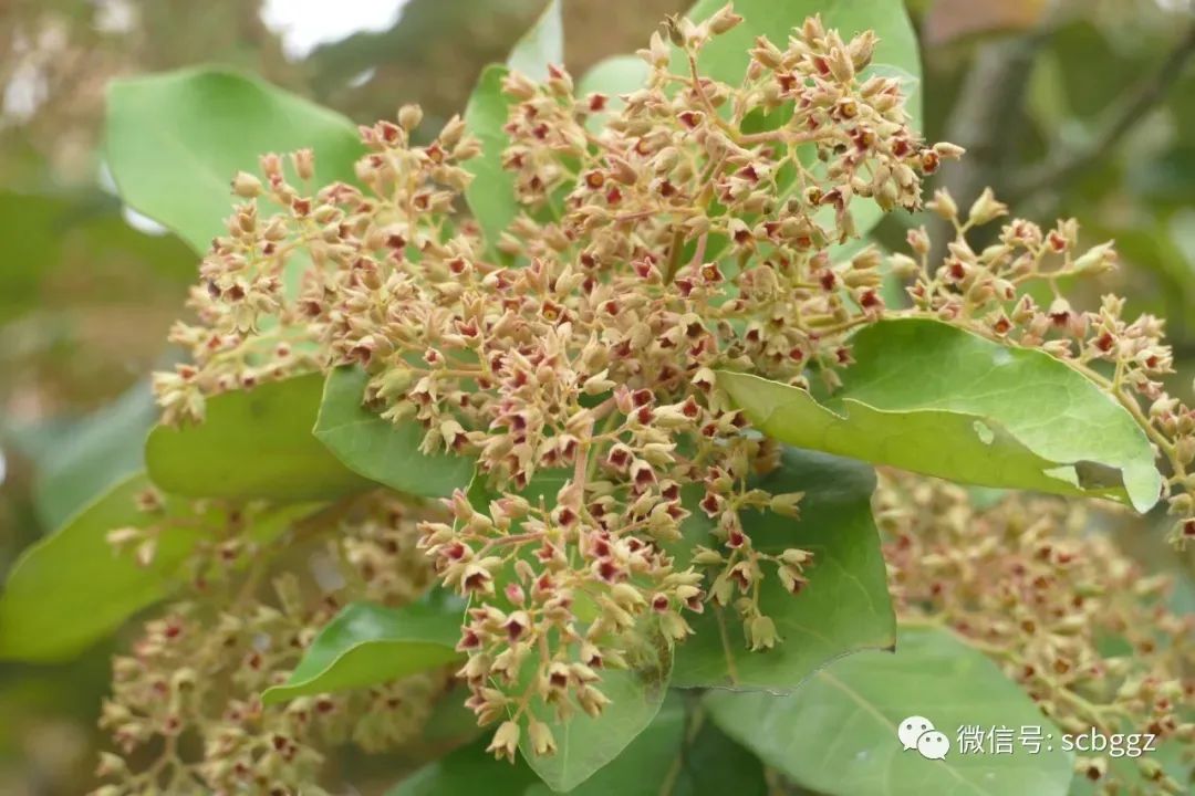 银叶树有哪些,能在水里生长的陆地植物