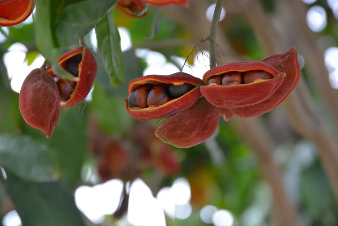 走进乡镇群众乐享文化大餐,百姓文化云上蔡