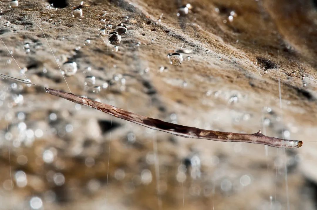 夏日萤火虫的夜晚,夏天萤火虫的夜景