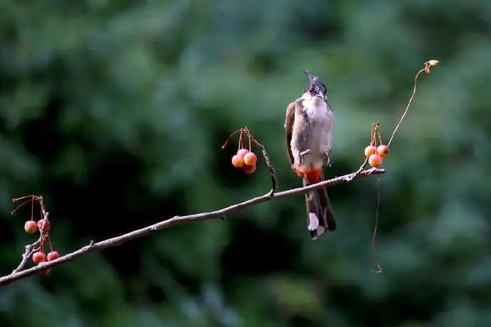 为了阻止一些中国大爷拍鸟，我们要给他们安利这个