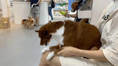 阿拉斯加犬洗澡后烘干中暑,阿拉斯加犬中暑死亡
