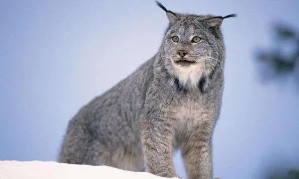 山猫谢幕，大排自吸的告别时代