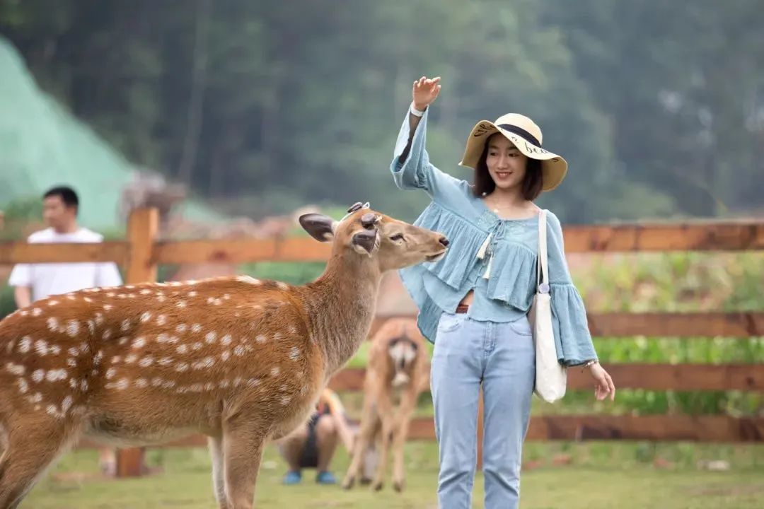 成都彭镇老茶馆,成都彭镇老茶馆打卡地点
