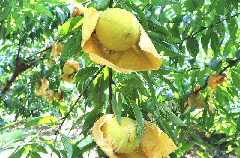 本周六，秀山融媒体中心邀您去维刚黄桃园吃黄桃