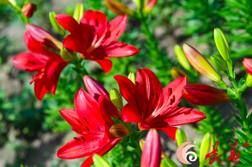 长春最佳百花园赏花季节,长春有什么好看的花海