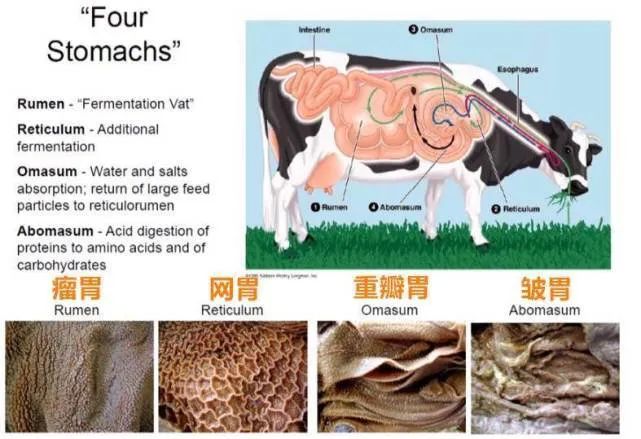 如何幽默说女人爱吃肉肉,怎么委婉的说女孩子爱吃美食