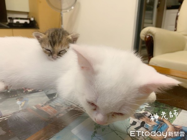 猫妈喂小猫吃奶的视频,猫妈妈给捡来的小猫喂奶