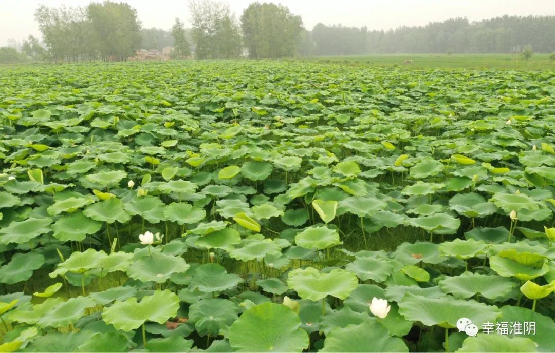 藕田养虾巧打致富牌,藕虾混养最新视频