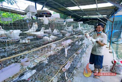 张桥肉鸽养殖基地,张桥村养鸡