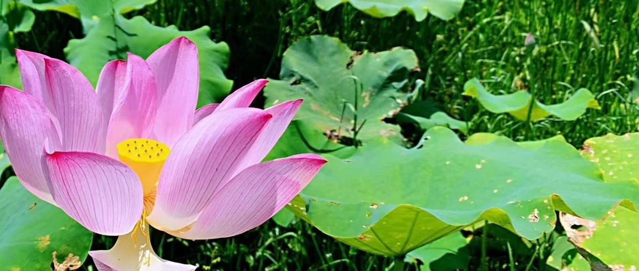 科创板公开发行股票网下发行比例,上交所对科创板信息披露文件实施