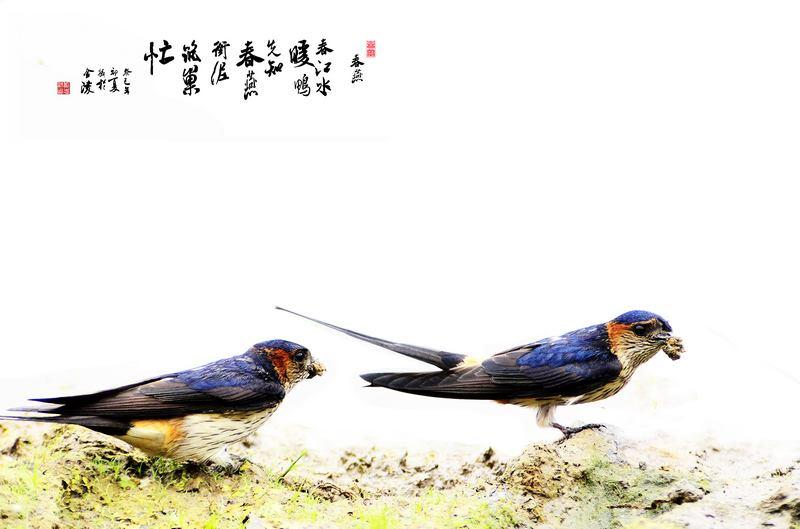 蒂芙尼和卡地亚手镯,卡地亚蒂芙尼首饰怎么样