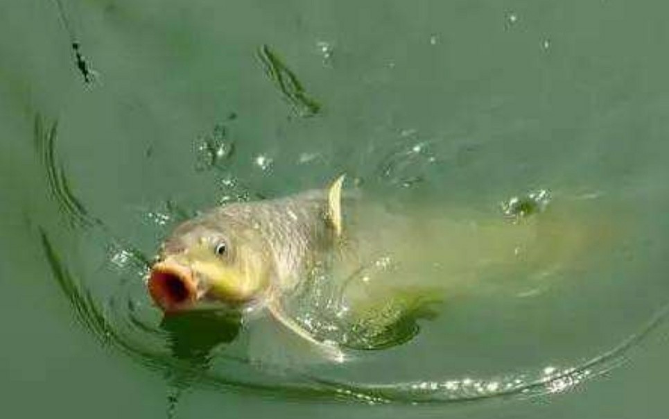 调钓如何快速掌握鱼钩的重量,钓鱼怎么可以增加鱼钩的粘钩性