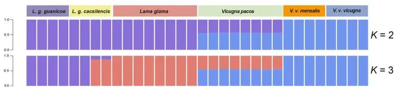神兽是羊驼吗,羊驼神兽的来历