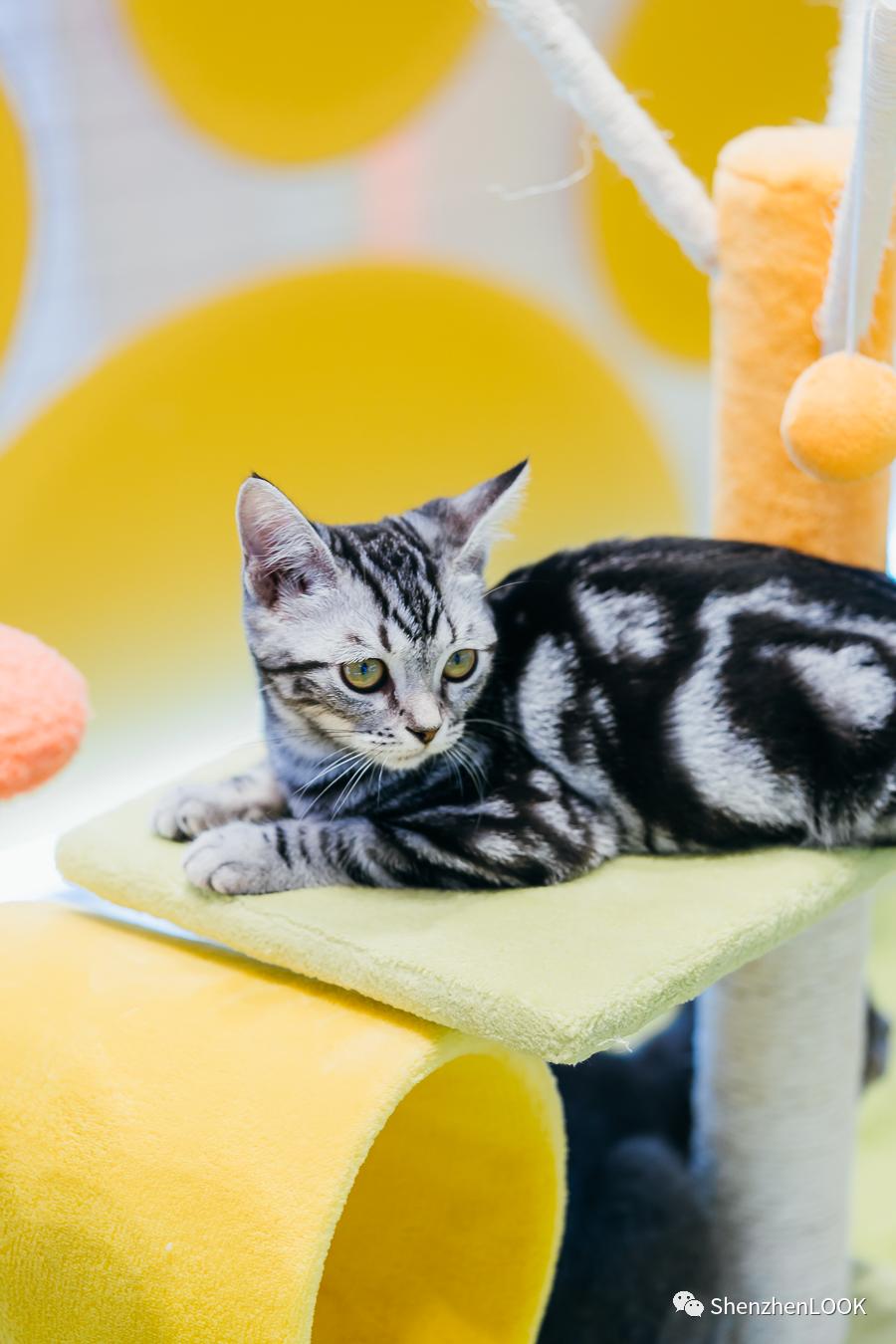 LOOK|海岸城更新·「宠物Mall」限时开放