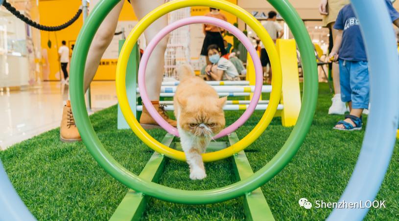 LOOK|海岸城更新·「宠物Mall」限时开放