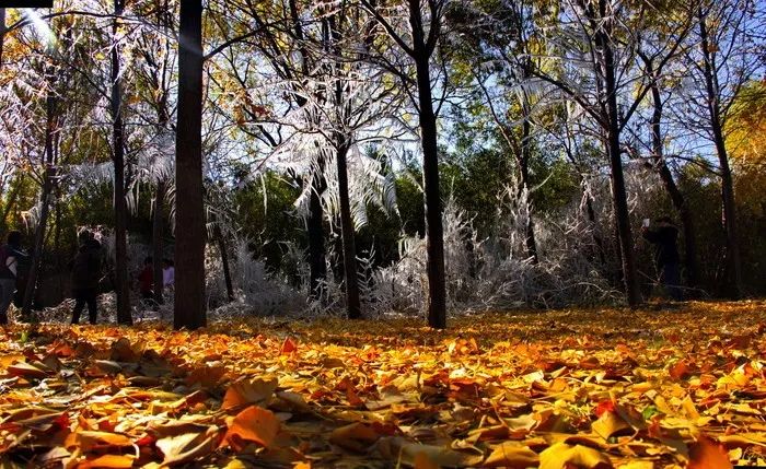 漫游新城|文化荟萃,景色怡人,在这里尽享公园慢时光