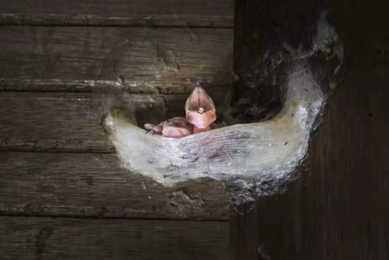 进口的燕窝中盏,进口燕窝需要注意什么