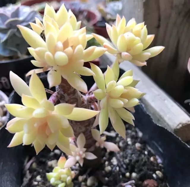 据说最为齐全的30种多肉常用土壤的资料及20种配土方案,不会配土的可以做个参考