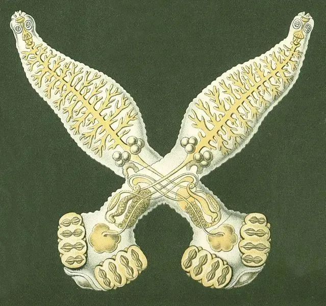 动物界中唯一一种一妻一夫的动物,世界上有哪些动物是一夫一妻制