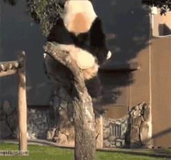 猪蹄花胶哪个补胶原蛋白效果好,花胶和猪蹄哪个补胶原蛋白效果好