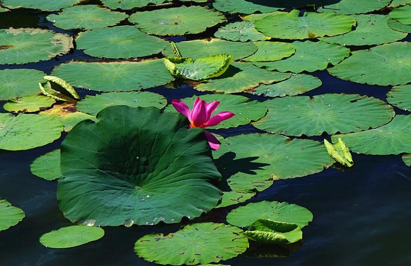 美翻了人间的小桥流水人家,最美的荷花海