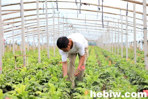 鹤壁付卫喜:创办家庭农场,带动村民致富