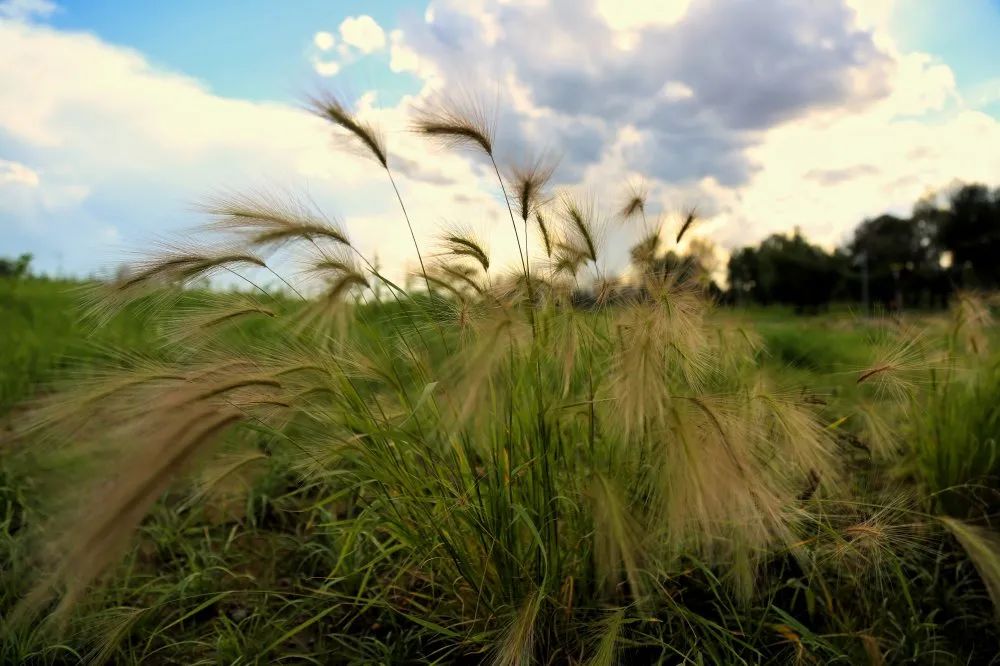 花田之约，醉美其中…
