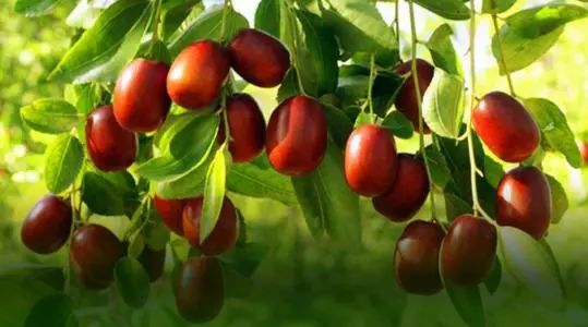 怎么样吃红枣补气补血不生湿,怎么吃红枣不伤牙齿