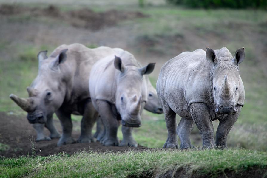 黑犀牛：我不黑，人家“白”着呢……
