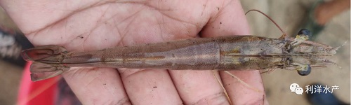 对虾白便治疗成功案例,对虾白便该怎么治疗和预防