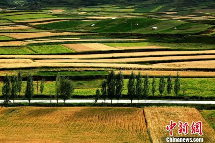 今日白露美句美文,今日白露五律诗