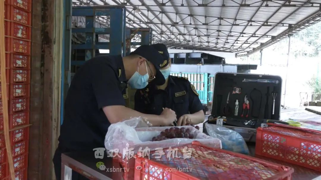 磨憨口岸水果进口情况,水果出口行情