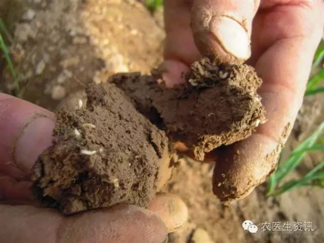 蔬菜害虫图谱,蔬菜害虫100种图谱