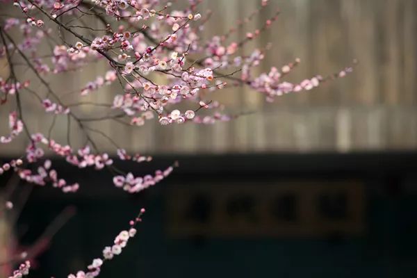 青羊区打卡,青羊区打卡景区