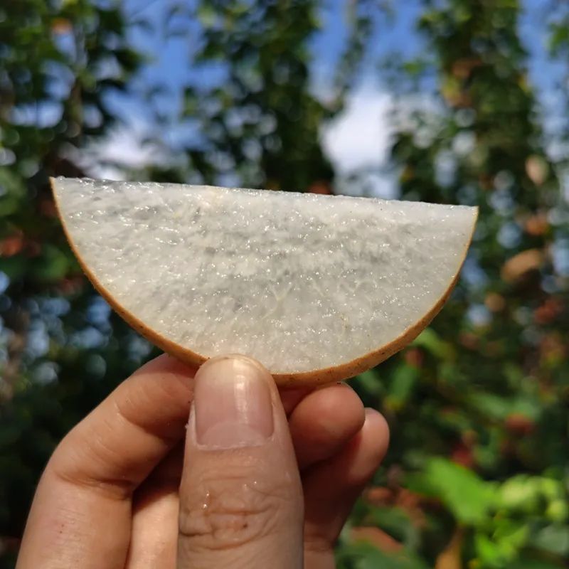 蜜汁秋月梨,冰糖秋月梨脆甜