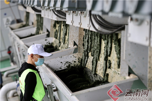 “探秘母亲湖”科普昆明50余名市民志愿者当起“滇池清道夫”