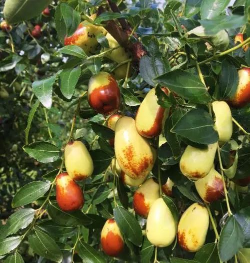 收藏！四川十二月月月hei惊艳