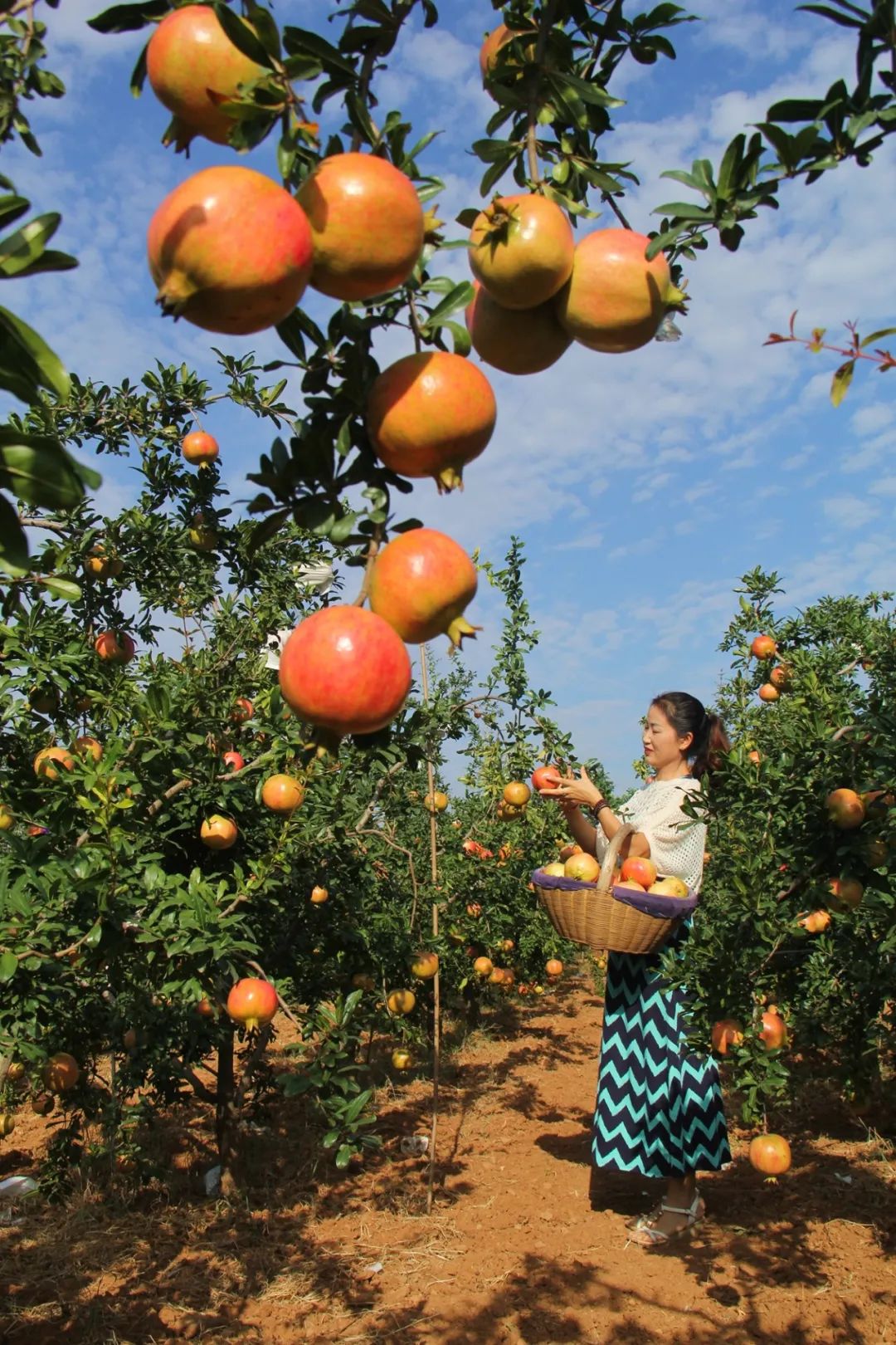 洛阳2020免费采摘春华秋实石榴,临潼石榴采摘攻略