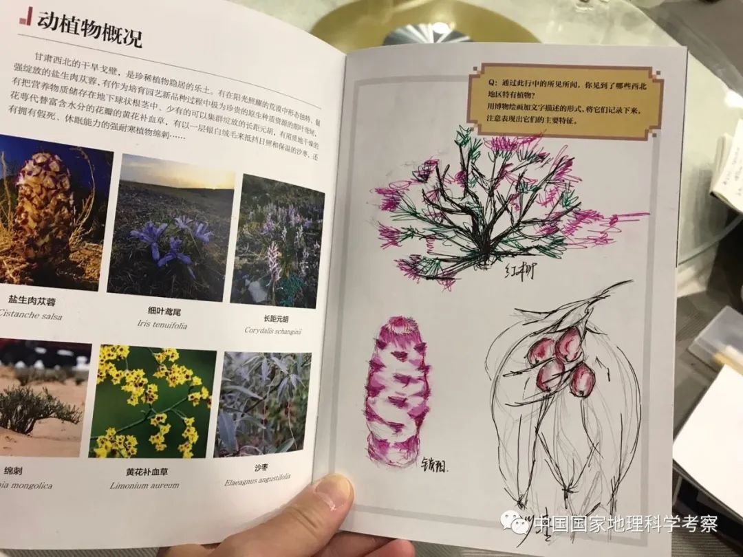 中国少年营新疆站报名,中国少年营报名