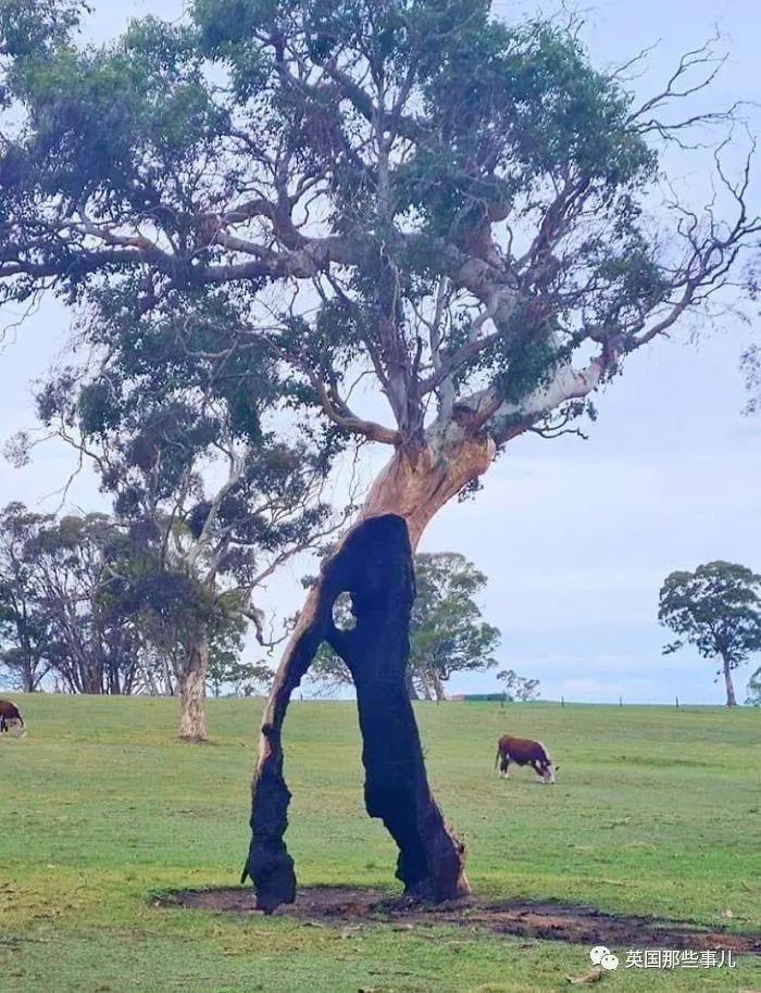 猫头鹰没有眼睛能说话吗,猫头鹰没眼皮