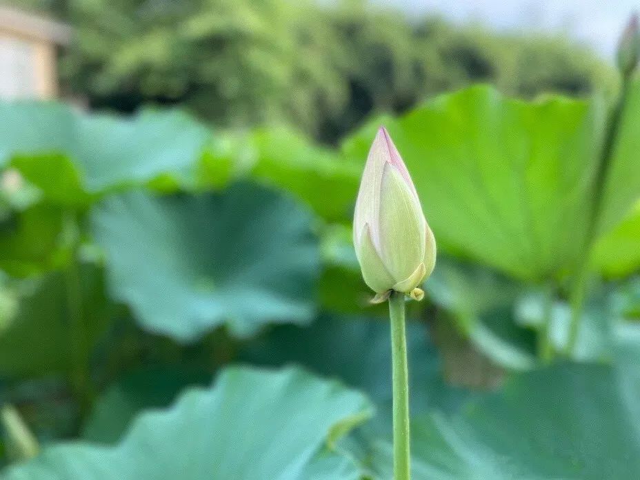 青白江美景,青白江风景美景