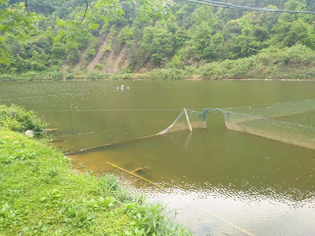 最新的水产鳙鱼养殖技术项目,鳙鱼高产高密度养殖技术