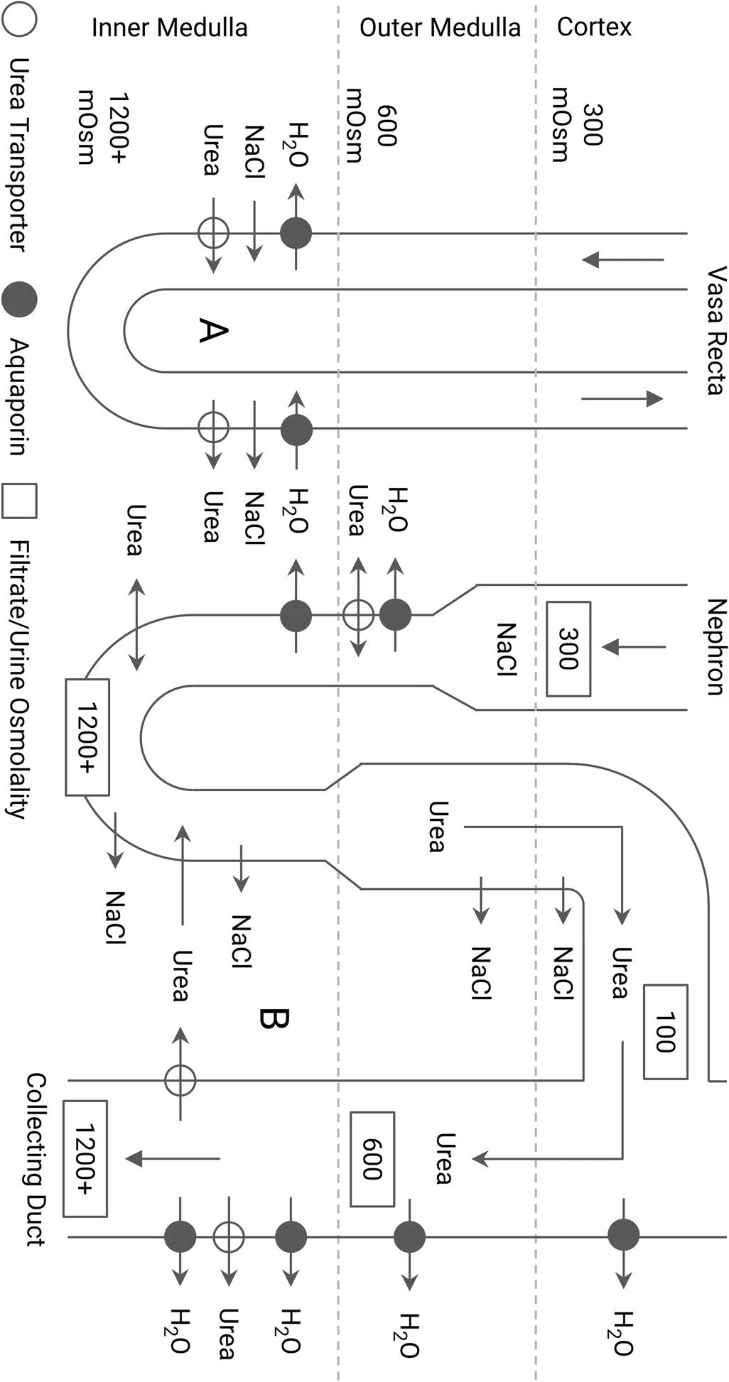 继发性中枢性尿崩症的意思,继发性中枢性尿崩症最常见病因